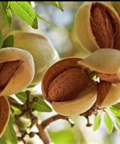Badam Kagzi – Almond in Shell 1 zaroorisaman Zaroori Saman Pakistan