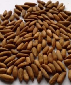 Chilgoza – Pine Nuts in Shell 1 zaroorisaman Zaroori Saman Pakistan